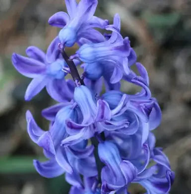 Black (W) Type Fragrance Oil Fizzle Me That