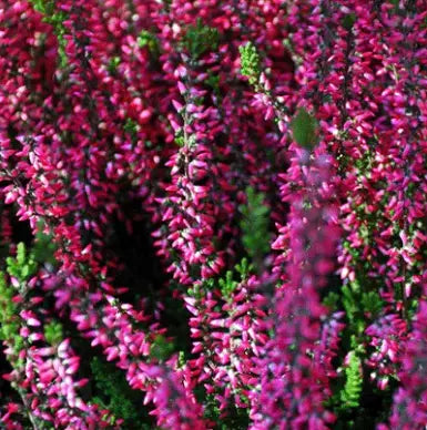 Herbal Deluxe Fragrance Oil Fizzle Me That