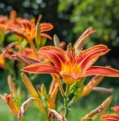 Ed Hardy (W) Type Fragrance Oil Fizzle Me That