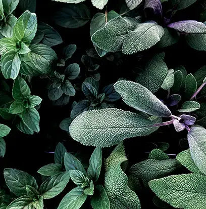 Very Sexy (M) Type Fragrance Oil Fizzle Me That