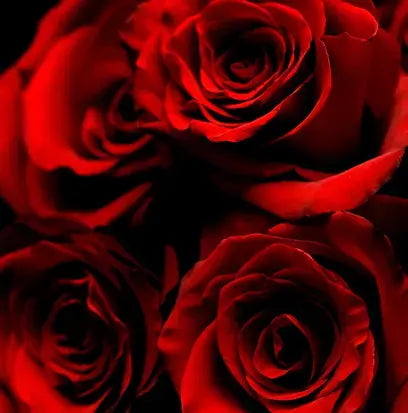 Rose 31 Type Fragrance Oil Fizzle Me That