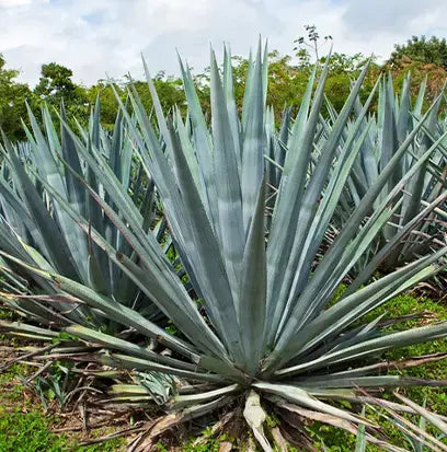 Agave Fragrance Oil Fizzle Me That
