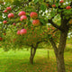 Beautiful Day by BBW Type Fragrance Oil Fizzle Me That