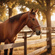 Cowgirl - F54644 Fizzle Me That