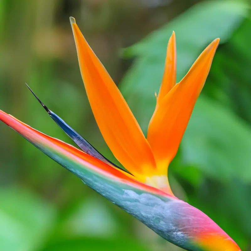 Island Nectar Fragrance Oil Fizzle Me That