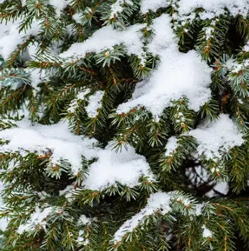 Frosted Fir Fragrance Oil Fizzle Me That