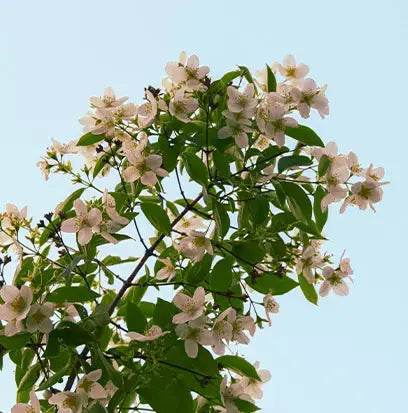 Jasmine Fragrance Oil Fizzle Me That