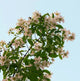 Jasmine Fragrance Oil Fizzle Me That