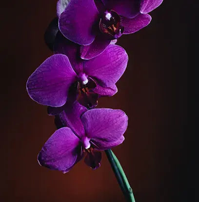Black Velvet Fragrance Oil Fizzle Me That