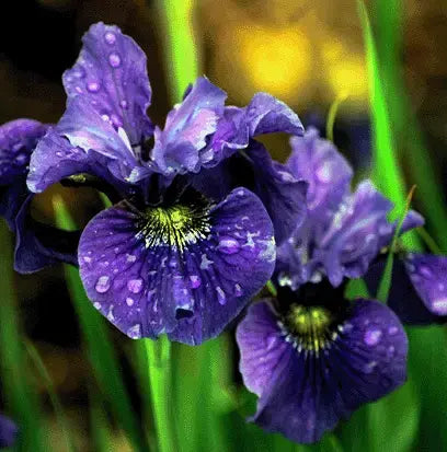Black Iris Velvet Fragrance Oil Fizzle Me That