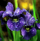 Black Iris Velvet Fragrance Oil Fizzle Me That