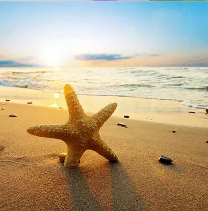 Beach Walk Fragrance Oil Fizzle Me That