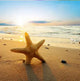 Beach Walk Fragrance Oil Fizzle Me That