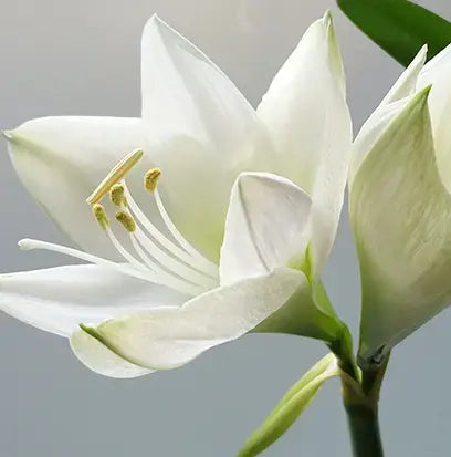 Asian Lily Fragrance Oil Fizzle Me That