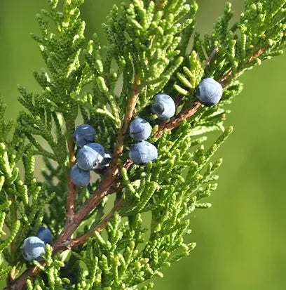 Juniper Breeze Fragrance Oil Fizzle Me That