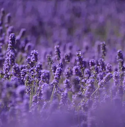 Lavender Fabuloso Type Fragrance Oil Fizzle Me That