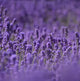 Lavender Fabuloso Type Fragrance Oil Fizzle Me That