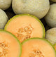 Cantaloupe Melon Fragrance Oil Fizzle Me That