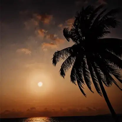 Summer Nights Type Fragrance Oil Fizzle Me That