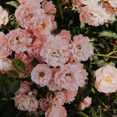 Peony and Blush Suede by Jo Malone Type Fragrance Oil Fizzle Me That