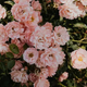 Peony and Blush Suede by Jo Malone Type Fragrance Oil Fizzle Me That