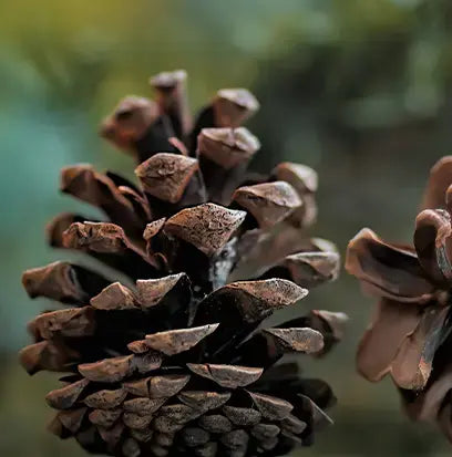 Roasted Pine Cone Fragrance Oil Fizzle Me That
