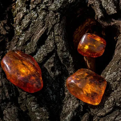 Amber and Oud Fragrance Oil Fizzle Me That
