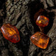 Amber and Oud Fragrance Oil Fizzle Me That