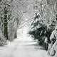 Tis The Season by BBW Type Fragrance Oil Fizzle Me That