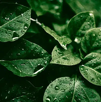 Rain Kissed Leaves by BBW Type Fragrance Oil Fizzle Me That