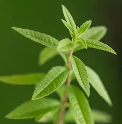 Lemon Verbena Fragrance Oil Fizzle Me That