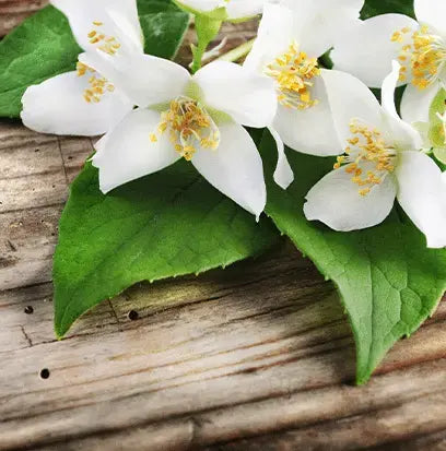 Jasmine Heart Fragrance Oil Fizzle Me That