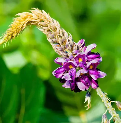 Kudzu Blossom Fragrance Oil Fizzle Me That