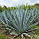 Agave Fragrance Oil Fizzle Me That